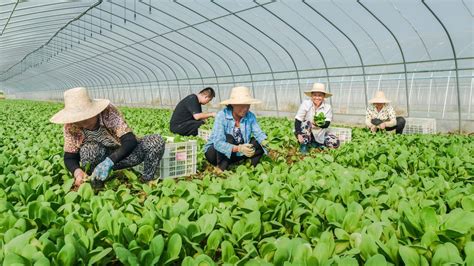 安徽望江：科技助农丰收景 有机蔬菜收获忙__财经头条