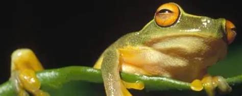 青蛙吃什么虫子 - 业百科
