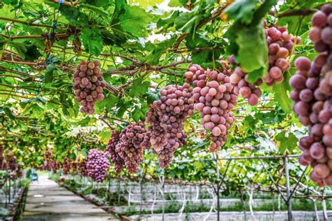 葡萄的生长环境和条件 - 惠农网