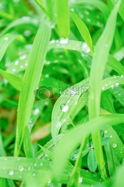 夏天-雨水与植物高清图片下载-正版图片500444798-摄图网