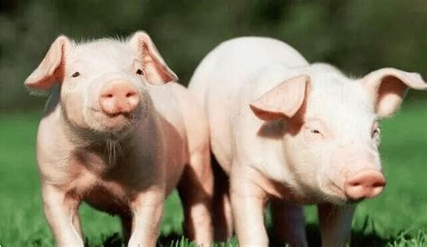 春节吃肉不用愁！东坡区生猪生产恢复到正常水平_养殖