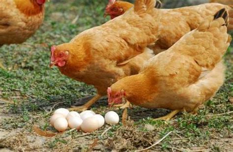 鸡蛋价格快速上涨 或将超过6元/斤_央广网