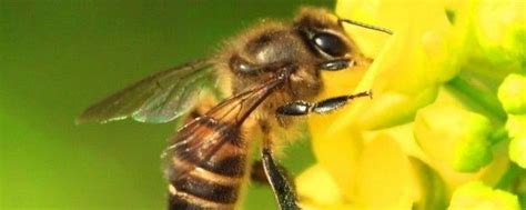 意大利蜜蜂有什么特点，意蜂的八大特点介绍 - 农敢网