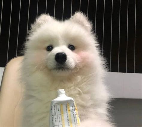 猫狗非主流头像