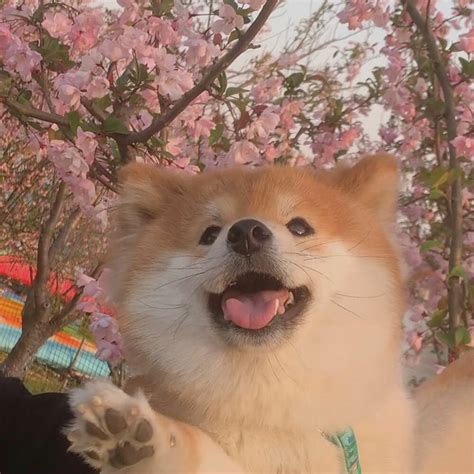 柴犬壁纸图片