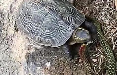 杭州街头男子抱大乌龟说是百岁龟 卖2000元 提醒：见到请报警