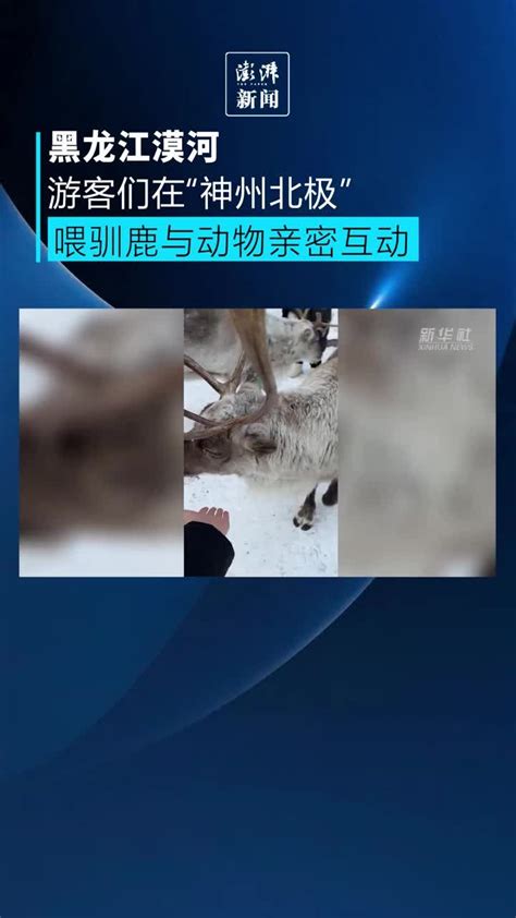 黑龙江山上出现5只白狐，网友：或是人为抛弃|北极|白狐|皮毛_新浪新闻