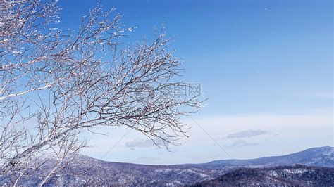 雪乡雪景孤独的树高清图片下载-正版图片501176657-摄图网