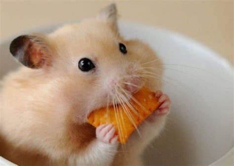 仓鼠能吃玉米吗(熟的和生的)