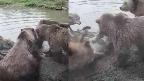 惊！动物园棕熊袭击母狼，残忍啃食_OMG!-梨视频官网-Pear Video