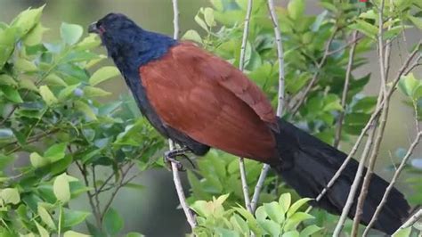 最恐怖的鸟叫声就是褐翅鸦鹃，在森林里听到，看鬼片的感觉！