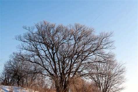 春天的一棵树没有叶子在青草原高清图片下载-正版图片505472882-摄图网