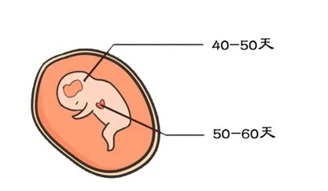 怀孕8周不见胎心，多半是这3个原因，孕妈不妨再等等