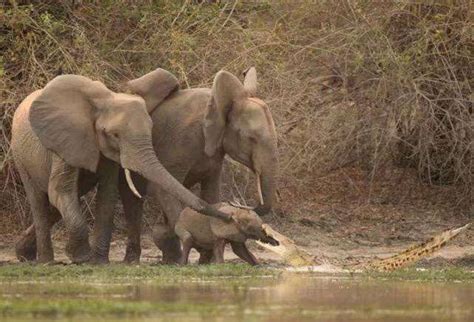 大象河边喝水, 小象鼻子被鳄鱼咬住, 大象几秒就把鳄鱼踩死 - 360娱乐，你开心就好