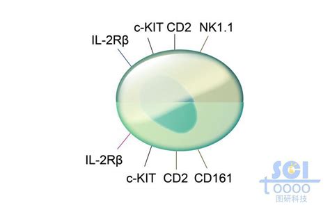 单体细胞/不成熟NK细胞-镇江图研科技有限公司
