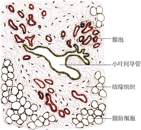 乳腺解剖图图片
