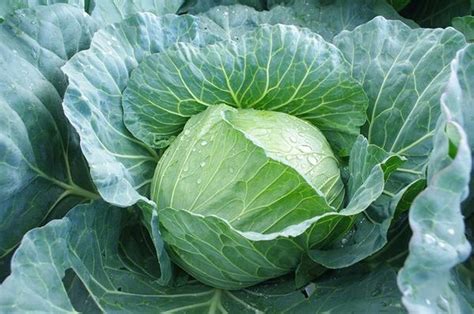 甘蓝菜图片