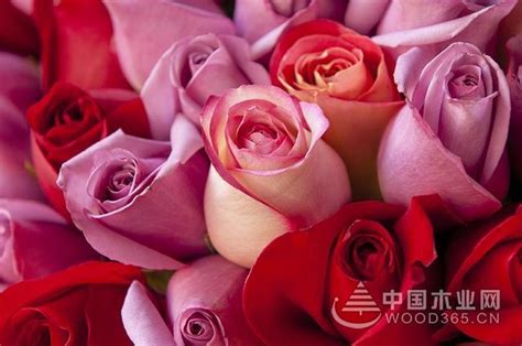 玫瑰颜色的含义和花语(情人节到了各种颜色玫瑰花语，你一定知道！) - 【爱喜匠】