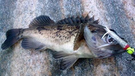 石斑鱼的功效与作用及禁忌_石斑鱼的营养价值及功效-美食百科-经验本