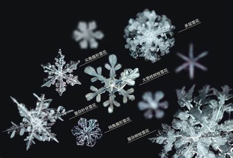 冬天雪季里的梅花枝高清图片下载-正版图片500808784-摄图网