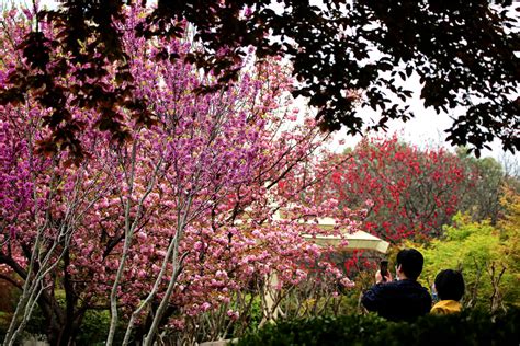 百花大全图片