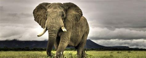 大象最喜欢吃三种水果 - 业百科