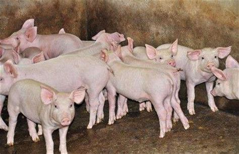 规模化养猪有什么好处？_标准化