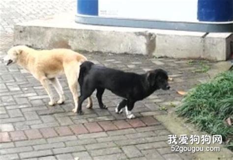 狗交配图图片