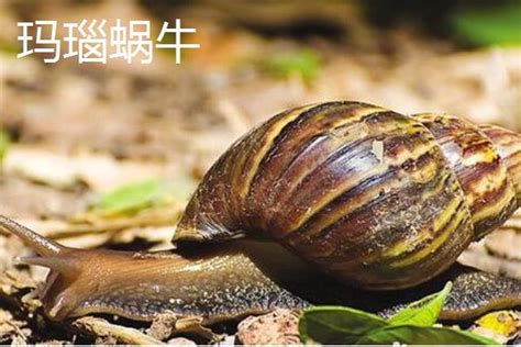 蜗牛是益虫还是害虫，附生长的环境和品种 - 农村网