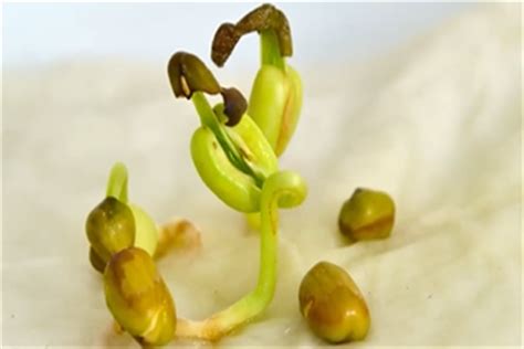 豆芽的生长过程观察日记 - 鲜淘网