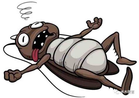当螳螂遇到多只樱桃蟑螂的时候，看它进食吃得太香了