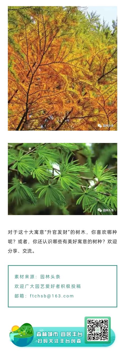 【创森知识】盘点“升官发财” 寓意的十大园林树种-北京市丰台区人民政府网站