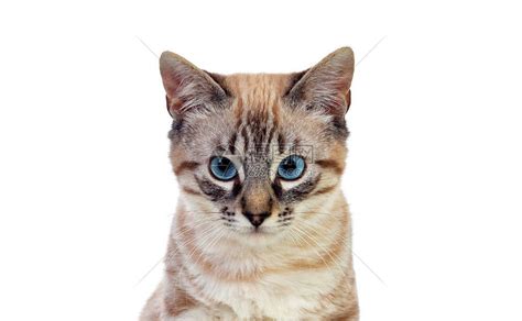 有着一双蓝色眼睛的小猫咪高清jpg图片免费下载_编号z6ghxojmv_图精灵