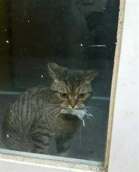 把猫咪关在了门外，可它不停的喵喵叫，你知道这是什么原因吗