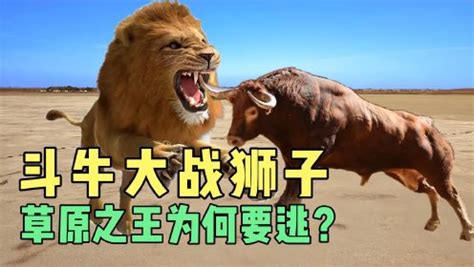 广西三江县看斗牛 - 跟着“朋友圈”去旅行 - 跟着“朋友圈”去旅行 - 华声在线专题