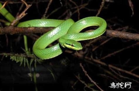 翠青蛇，一种无毒温顺的中等体型卵生绿蛇长和有毒的竹叶青混淆！