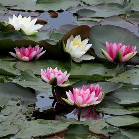 庭院池塘水池水生睡莲水培植物水养四季大睡莲花卉带芽根块睡莲花-淘宝网