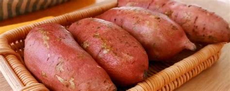 关于红薯的资料 介绍红薯_知秀网