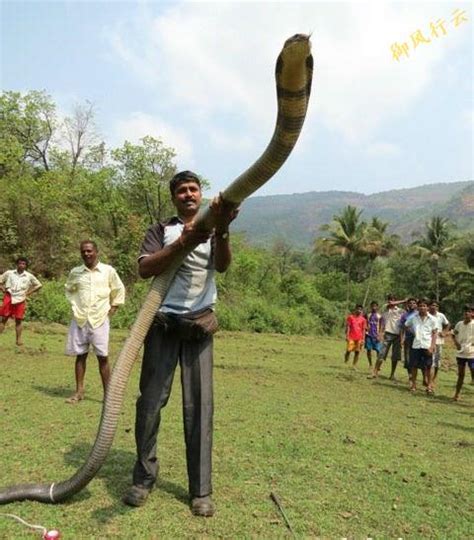过山峰蛇最大有多大（世界最大的巨型毒蛇，令人胆寒的千蛇之王！） | 说明书网