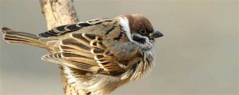 麻雀属于国家几级保护动物 麻雀是几级保护动物_知秀网