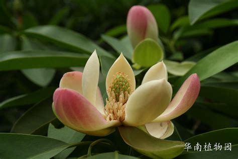 木莲花图片