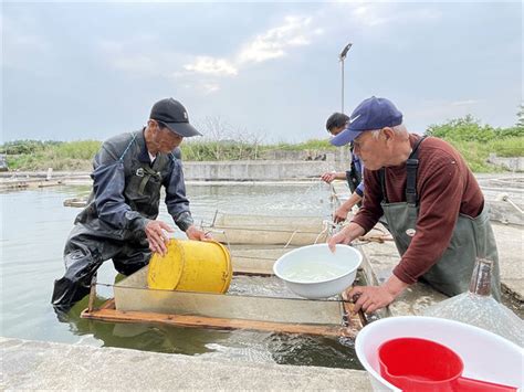特种水产繁殖基地进入黄金季 亿尾鱼苗，为“长江大保护”添动能_我苏网