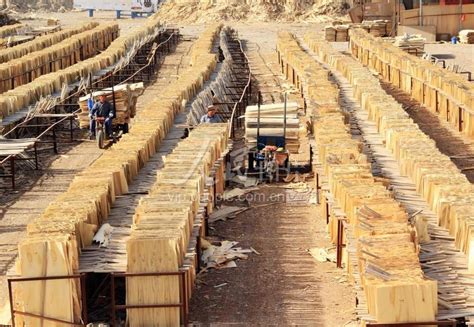 新疆兵团：加工木材板皮 带动农民就业-人民图片网