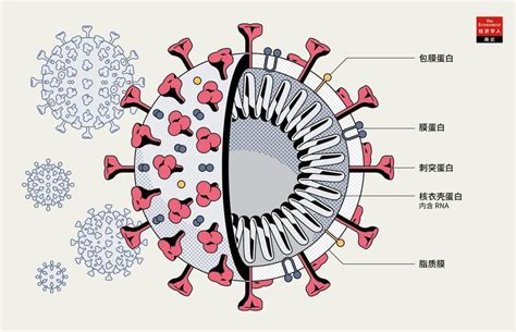 《自然》首次发表新冠论文：武汉病毒所确认病毒进入细胞路径_凤凰网