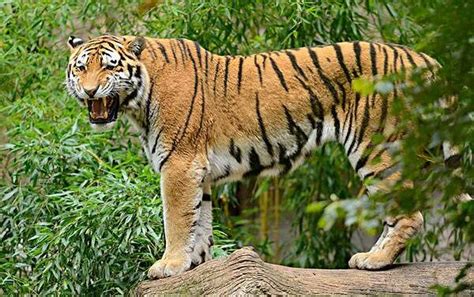世界十大最凶的猫排名 帕拉斯猫500万年未进化_动物之最_热点排行榜