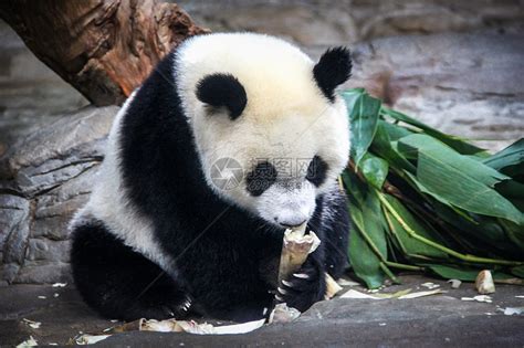 大熊猫高清图片下载-正版图片501342773-摄图网