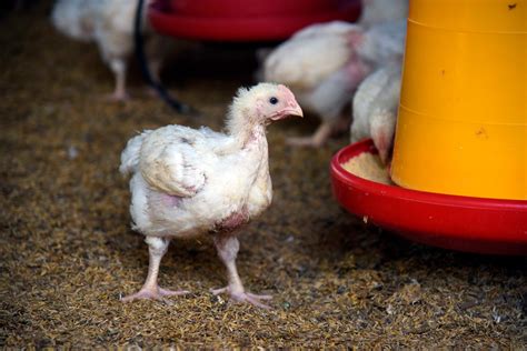 Mueren decenas de miles de pollos y gallinas ponedoras en el campo ...