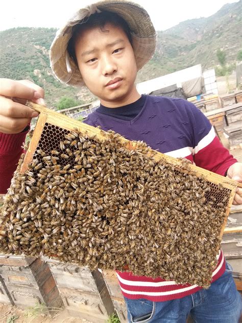 小兴安岭“蜂场”父子兵：黑蜂“酿出”幸福生活_时图_图片频道_云南网