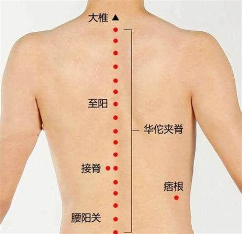 背部经络位置图图片