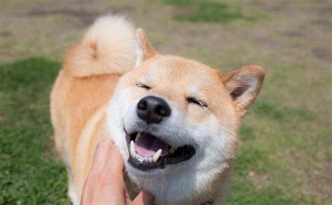 柴犬北登图片